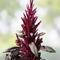 Amaranth Red Garnet Seeds 2000+ Non-GMO Heirloom Bulk Planting Microgreens Amaranthus cruentus