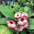 Crown of Thorns Cutting Cherries Jubilee Euphorbia milii Thai Hybrid Live Plant Indoor Outdoor Decor