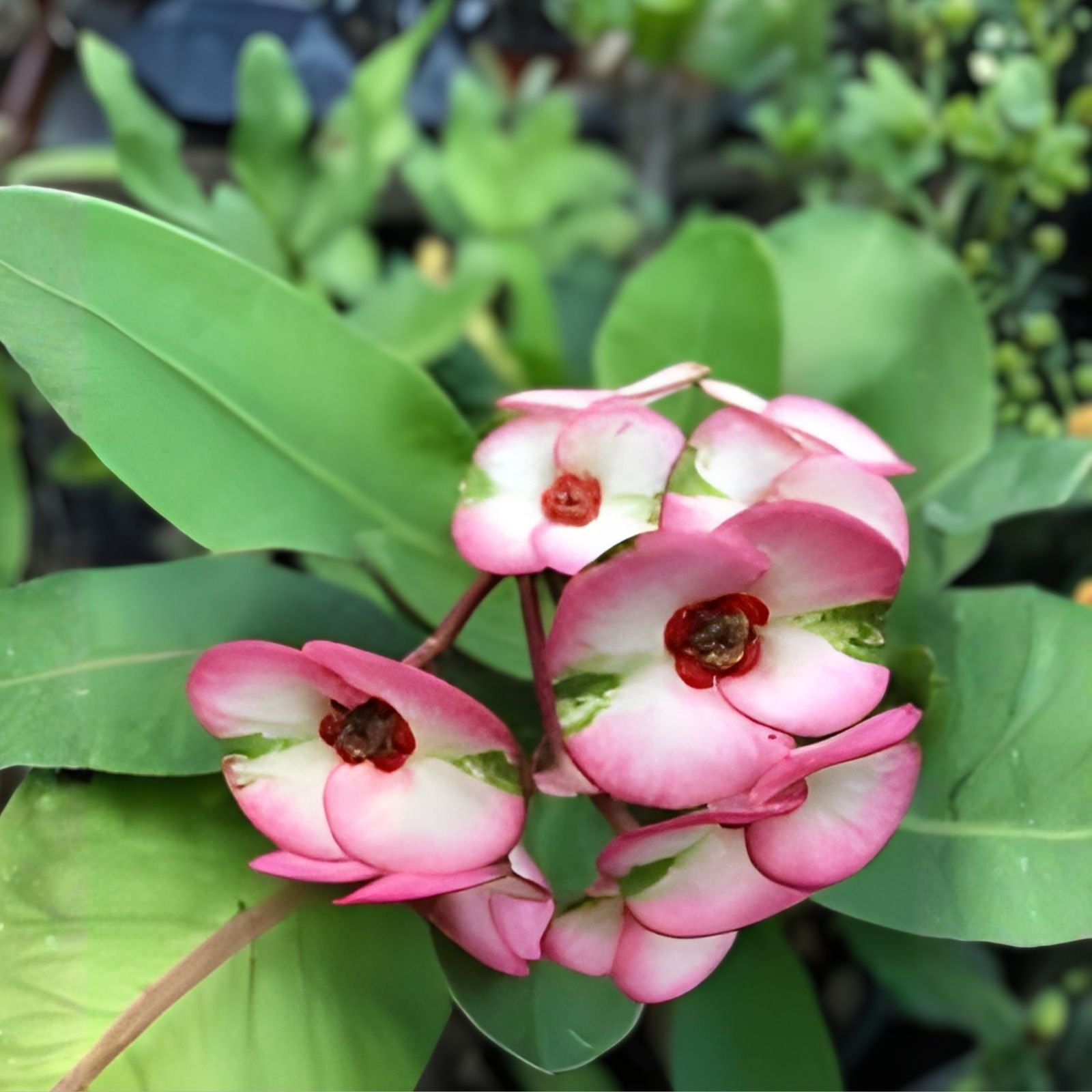 Crown of Thorns Cutting Cherries Jubilee Euphorbia milii Thai Hybrid Live Plant Indoor Outdoor Decor