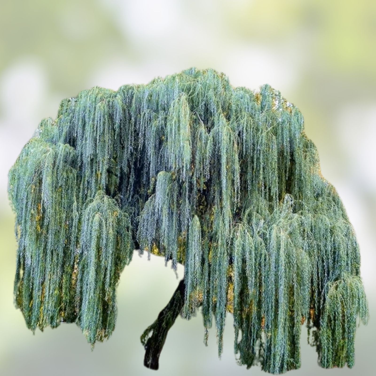 Weeping Willow Cuttings 20 Unrooted Salix babylonica Fast Growing Shade Tree Planting Material