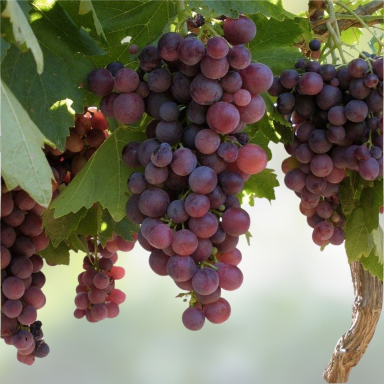 Crimson Vine Bare Root Plant Large Red Seedless Table Grape Raisin Variety Vitis vinifera