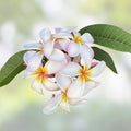 Rooted Plumeria Cutting Maui Breeze 17" Tropical Fragrant Flowering Plant Plumeria rubra Houseplant