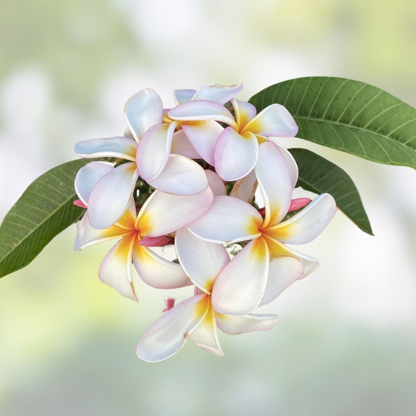 Rooted Plumeria Cutting Maui Breeze 17" Tropical Fragrant Flowering Plant Plumeria rubra Houseplant