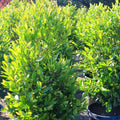 Carolina Cherry Laurel Shrub Cuttings Prunus caroliniana Live Plant for Hedges Privacy Rooting Starter