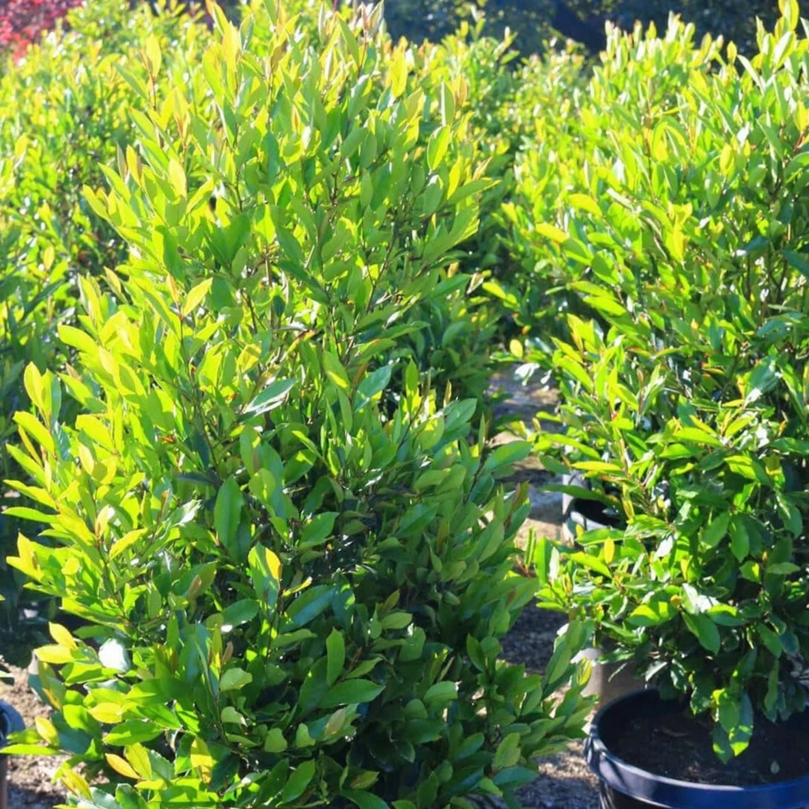 Carolina Cherry Laurel Shrub Cuttings Prunus caroliniana Live Plant for Hedges Privacy Rooting Starter