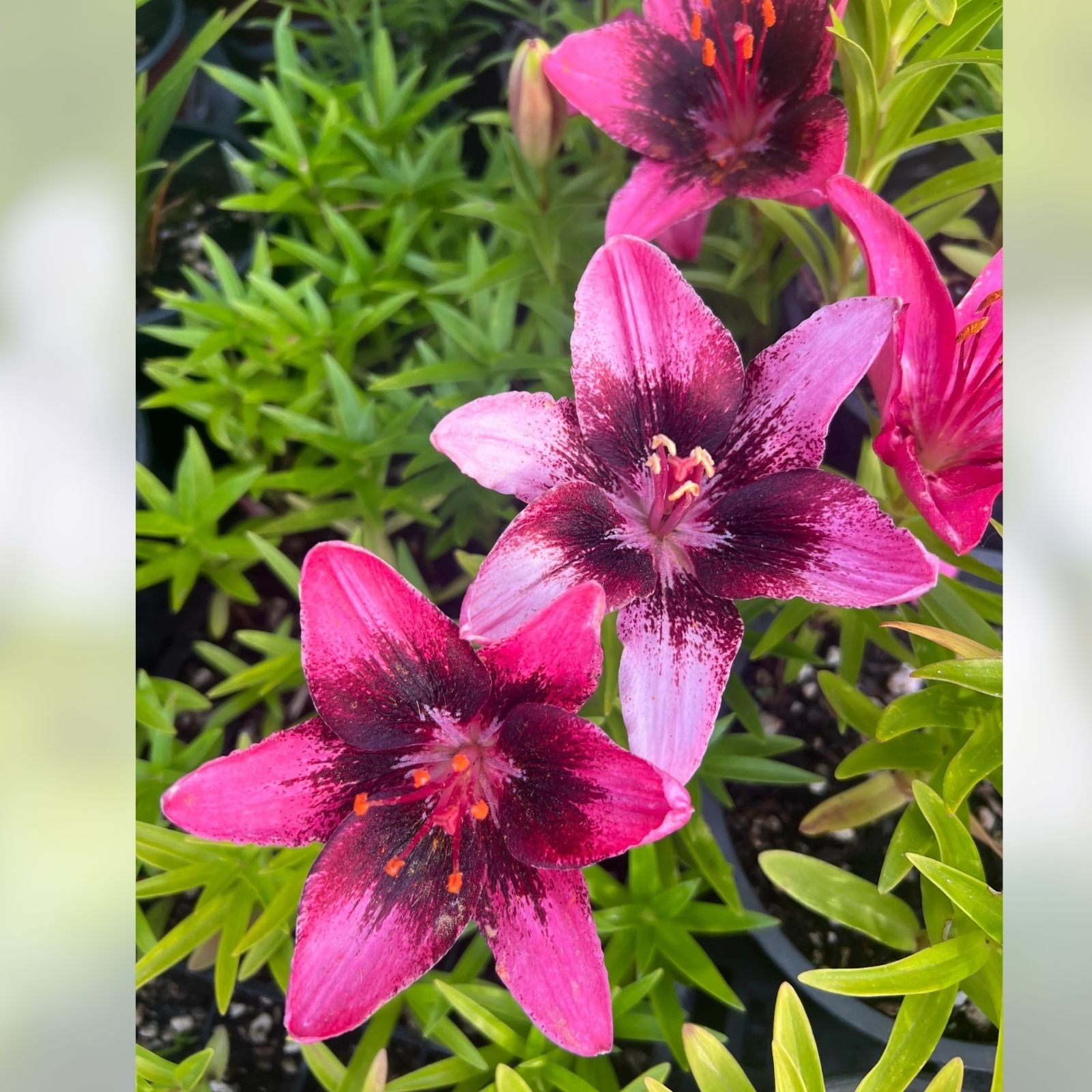Large Pink Purple Asiatic Lily Bulb | Lilium 'Purple Dream' Deer Resistant Live Plant, Cut Flower, Zone 3-8
