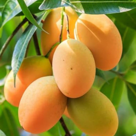 Mango Seeds 50 Count Tropical Fruit Mangifera indica Live Plant Starter Bare Root Ships from Iowa