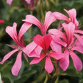 Geranium Cuttings 6" Cascade Pink Pelargonium Live Flower Plant Unrooted Garden Bedding Plant Fast Growing