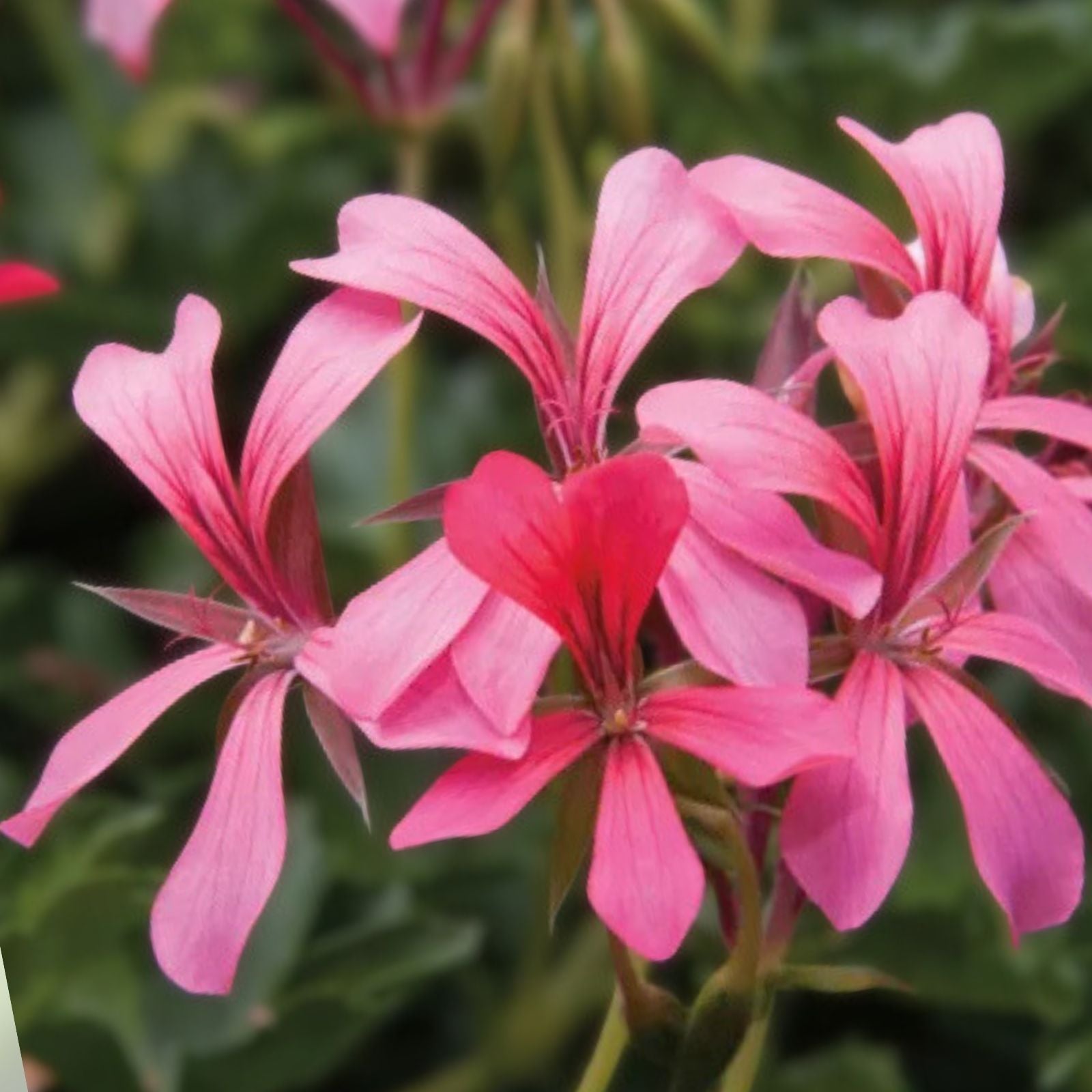 Geranium Cuttings 6" Cascade Pink Pelargonium Live Flower Plant Unrooted Garden Bedding Plant Fast Growing