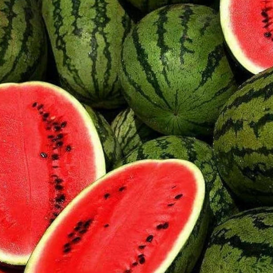 Jubilee Watermelon Seeds Organic Heirloom Citrullus lanatus Fruit Plant Starter Live Seed