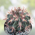 Ferocactus latispinus Devil's Tongue Cactus Live Succulent Plant Indoor Outdoor Decor
