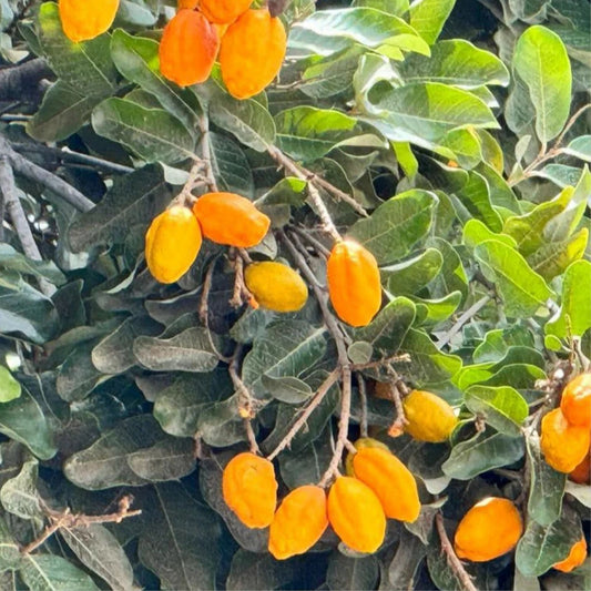 Olosapo Cutting 6in Unrooted Couperia Polyandra Plant Live Garden Indoor Outdoor Plant