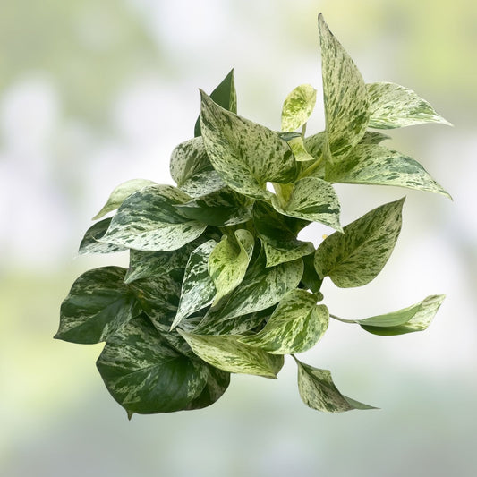 Marble Queen Pothos Cuttings Bundle - Variegated Tropical Trailing Plant - Epipremnum aureum - In Stock