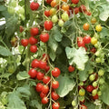 Sweet Mandarin Cherry Tomato Seeds, Organic Non-GMO Heirloom, USA Grown, Cherry Tomato Plant, Starter Seeds, Live Plant, Cutting