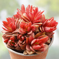 Crassula 'Campfire' Succulent Cuttings – 3 Live Plants, Colorful Indoor Outdoor Houseplants, Starter Plants, Easy Care
