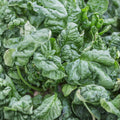 Spinach Seeds 100 Count Bloomsdale Long Standing Non-GMO Vegetable Garden Starter Plant Cutting