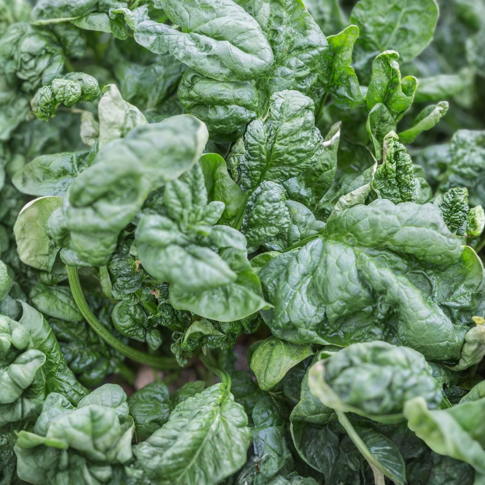 Spinach Seeds 100 Count Bloomsdale Long Standing Non-GMO Vegetable Garden Starter Plant Cutting