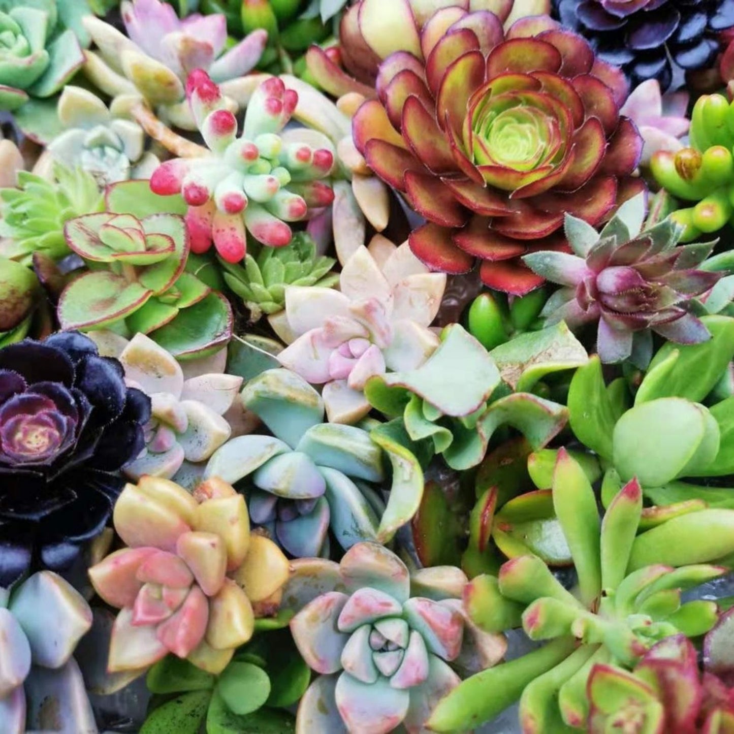 Live Succulent Plants 3-Pack Assorted Varieties Indoor Decor Easy Care Succulents Cuttings