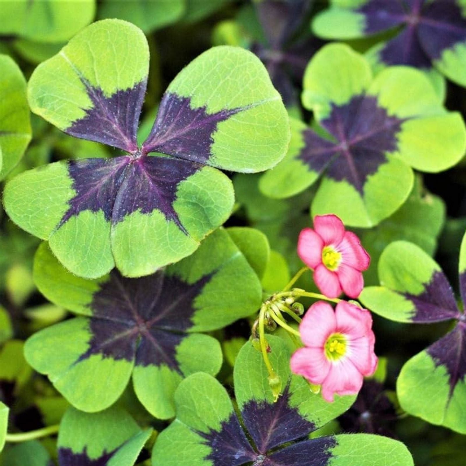 Iron Cross Shamrock Bulbs, Oxalis triangularis, Green Foliage, Ornamental Indoor & Outdoor Planting Bulbs, Fast Growing