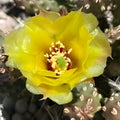 Brittle Prickly Pear Cactus Cutting 2" Opuntia fragilis Cold Hardy Succulent Plant SLC Variety