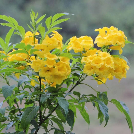 Yellow Trumpetbush Seeds – 20 Count – Rare Exotic Tecoma stans Flowering Plant Seeds for Garden and Landscaping