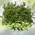 Rooted Euonymus Manhattan Shrubs, Fast Growing Euonymus fortunei Cuttings, Live Garden Plants, Landscaping, Houseplants