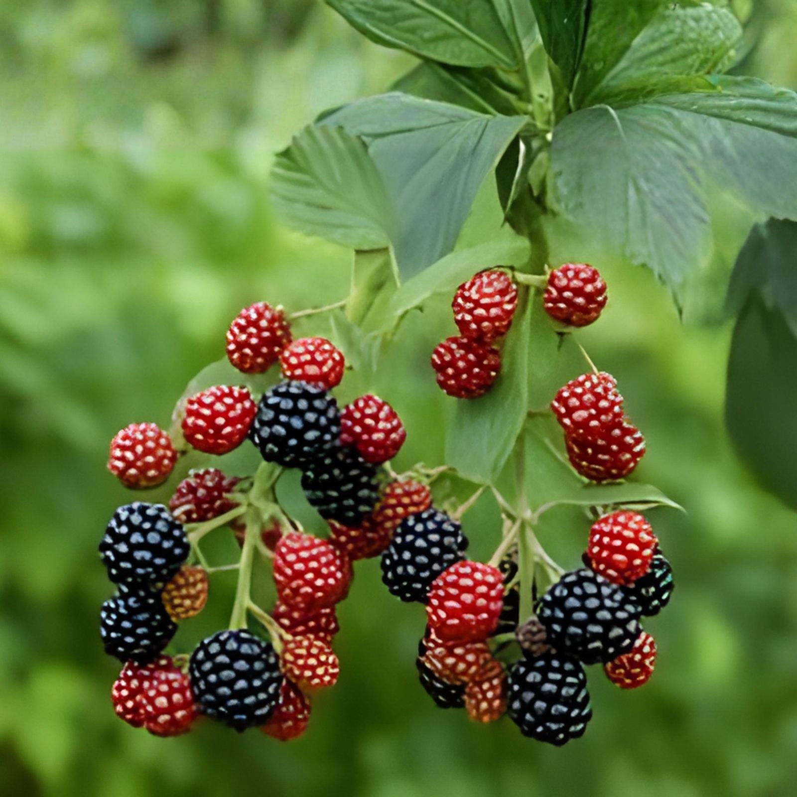 Southern Blackberry Plants 2-3ft Live Roots Thornless Rubus fruticosus Berry Bush Fast Growing Hardy Fruit Plant