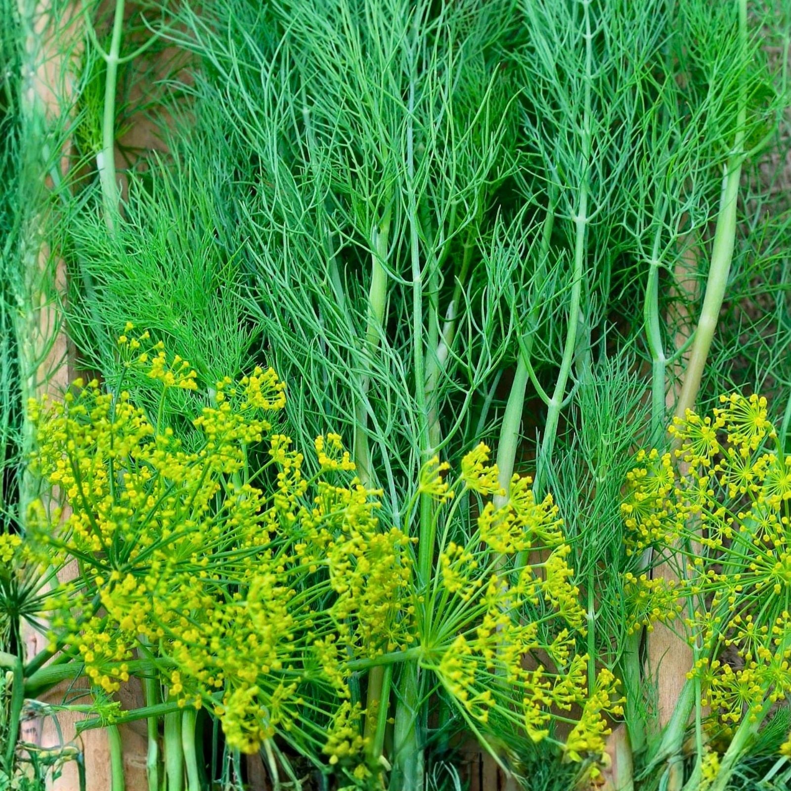 Dill Seeds 500 Non-GMO Heirloom Herb Seeds - Anethum graveolens, Culinary, Gardening, Spice, Starter Plant