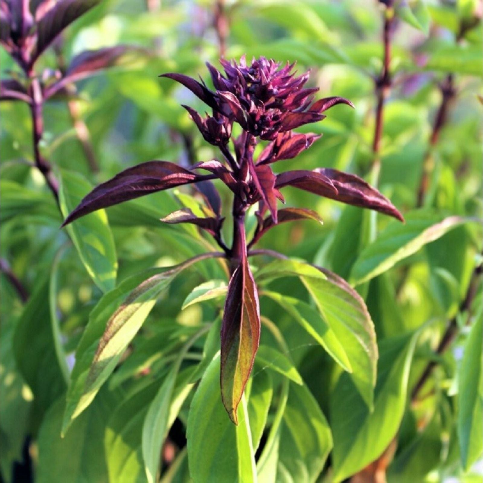 Thai Basil Seeds 25 Pack – Sweet Ocimum basilicum var. thyrsiflora Herb for Cooking & Gardening