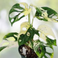 Monstera Minima Cutting – Rare Variegata Houseplant – Live Indoor Monstera Adansonii Plant