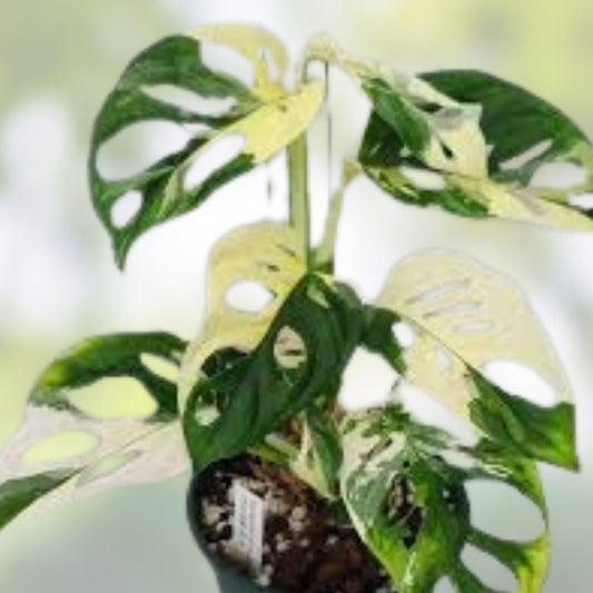 Monstera Minima Cutting – Rare Variegata Houseplant – Live Indoor Monstera Adansonii Plant