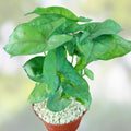 Syngonium Berry Allusion Cutting Live Plant Indoor Houseplant Pink Green Foliage Fast Rooted Araceae