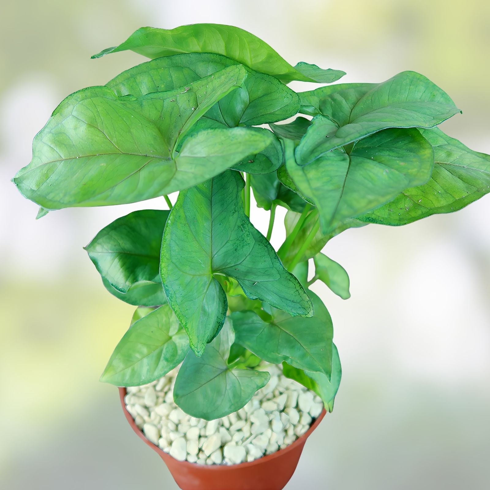 Syngonium Berry Allusion Cutting Live Plant Indoor Houseplant Pink Green Foliage Fast Rooted Araceae