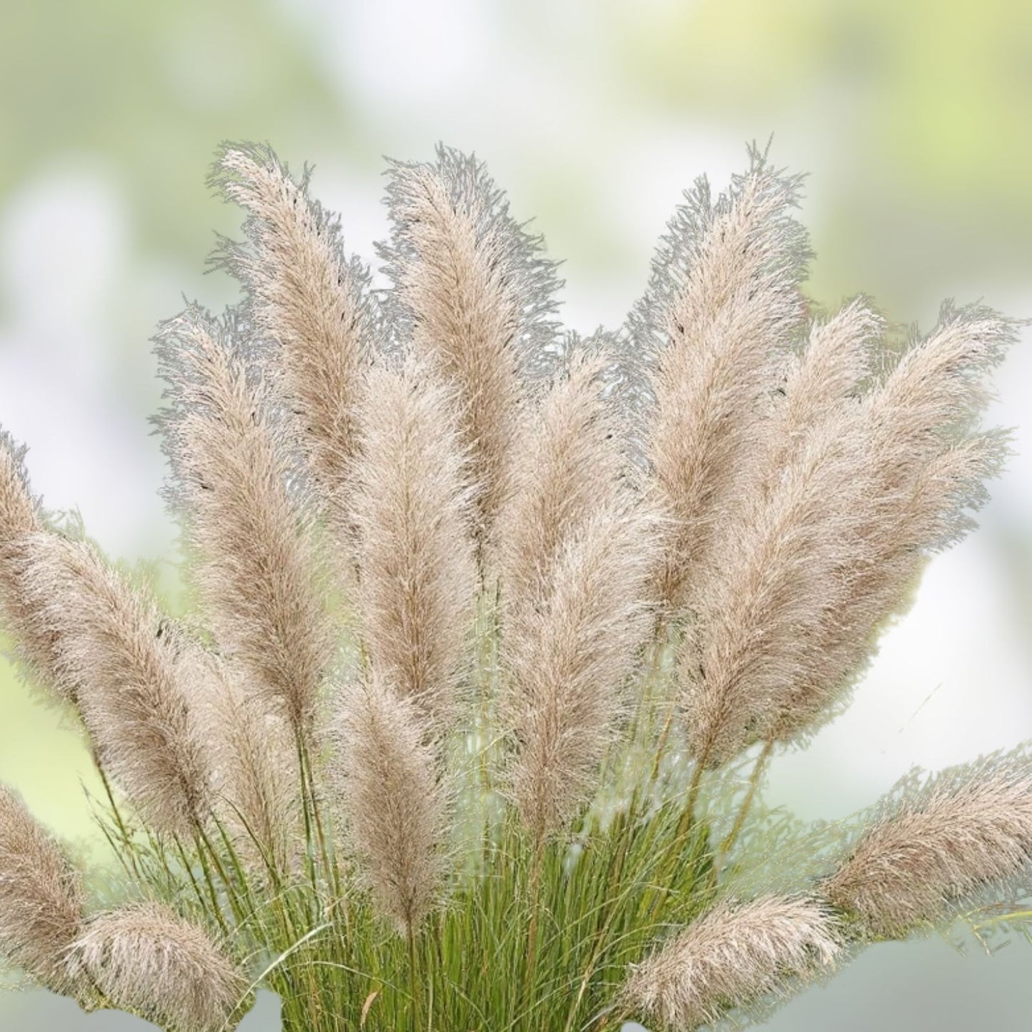 Miscanthus sinensis Japanese Silvergrass Seeds 30 Organic Ornamental Grass Live Plant Cutting Bare Root Starter Plant