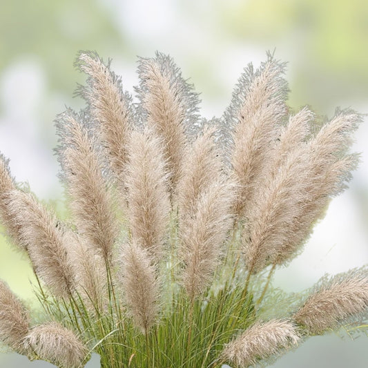 Miscanthus sinensis Japanese Silvergrass Seeds 30 Organic Ornamental Grass Live Plant Cutting Bare Root Starter Plant
