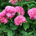 Rose Cuttings for Rooting Canada Variety 3 Pack Rosa spp Garden Planting Material Live Plant Starter