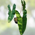 Philodendron Billietiae Variegated Live Plant Starter Plug Rare Indoor Houseplant Tropical Plant