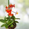 Epidendrum Radicans Orange Orchid Live Plant Cuttings – Tropical Houseplant, Ground or Pot, Vibrant Flowers