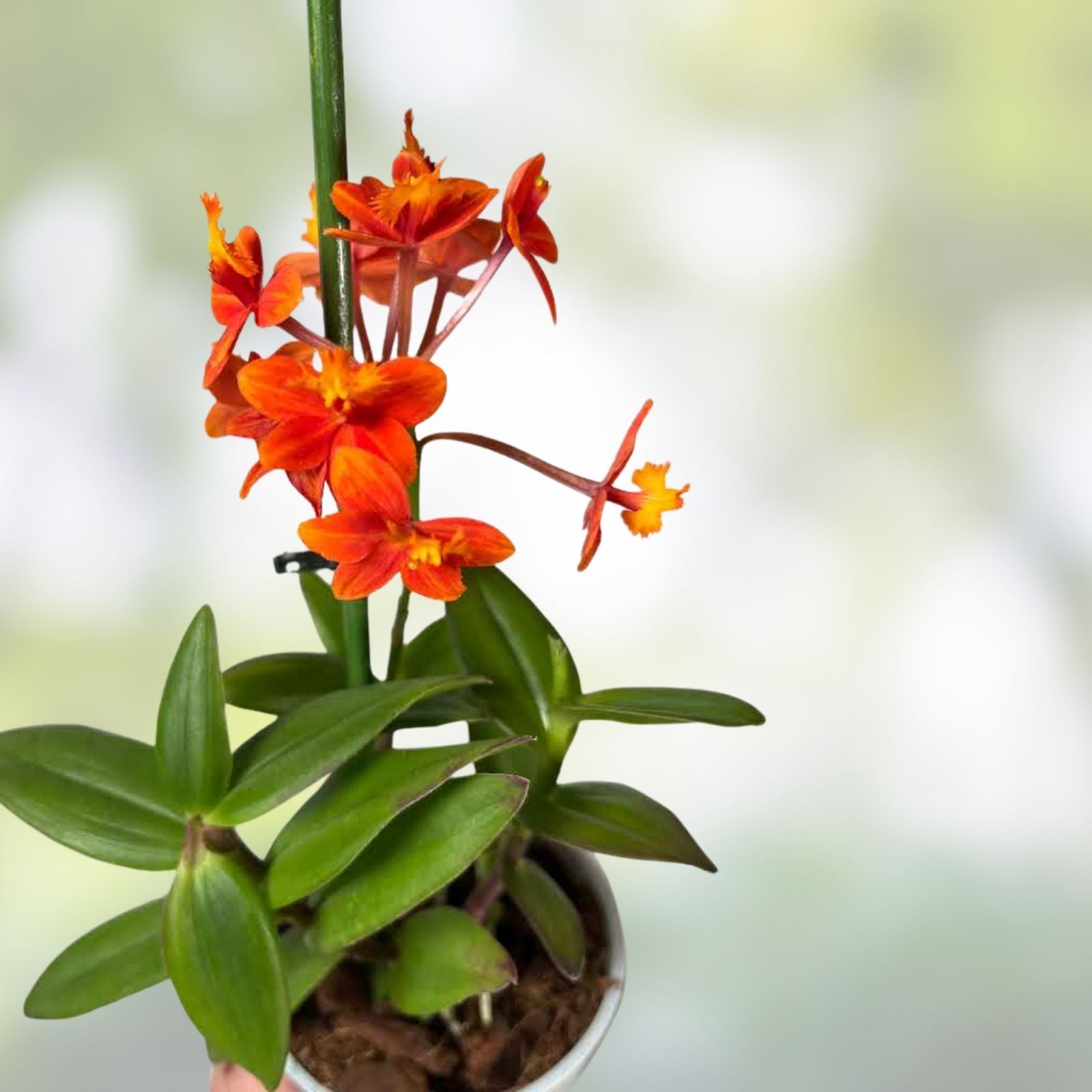 Epidendrum Radicans Orange Orchid Live Plant Cuttings – Tropical Houseplant, Ground or Pot, Vibrant Flowers