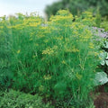Dill Seeds 500 Pack Heirloom Non-GMO Herb Seeds Anethum graveolens Culinary Spice Starter Plant