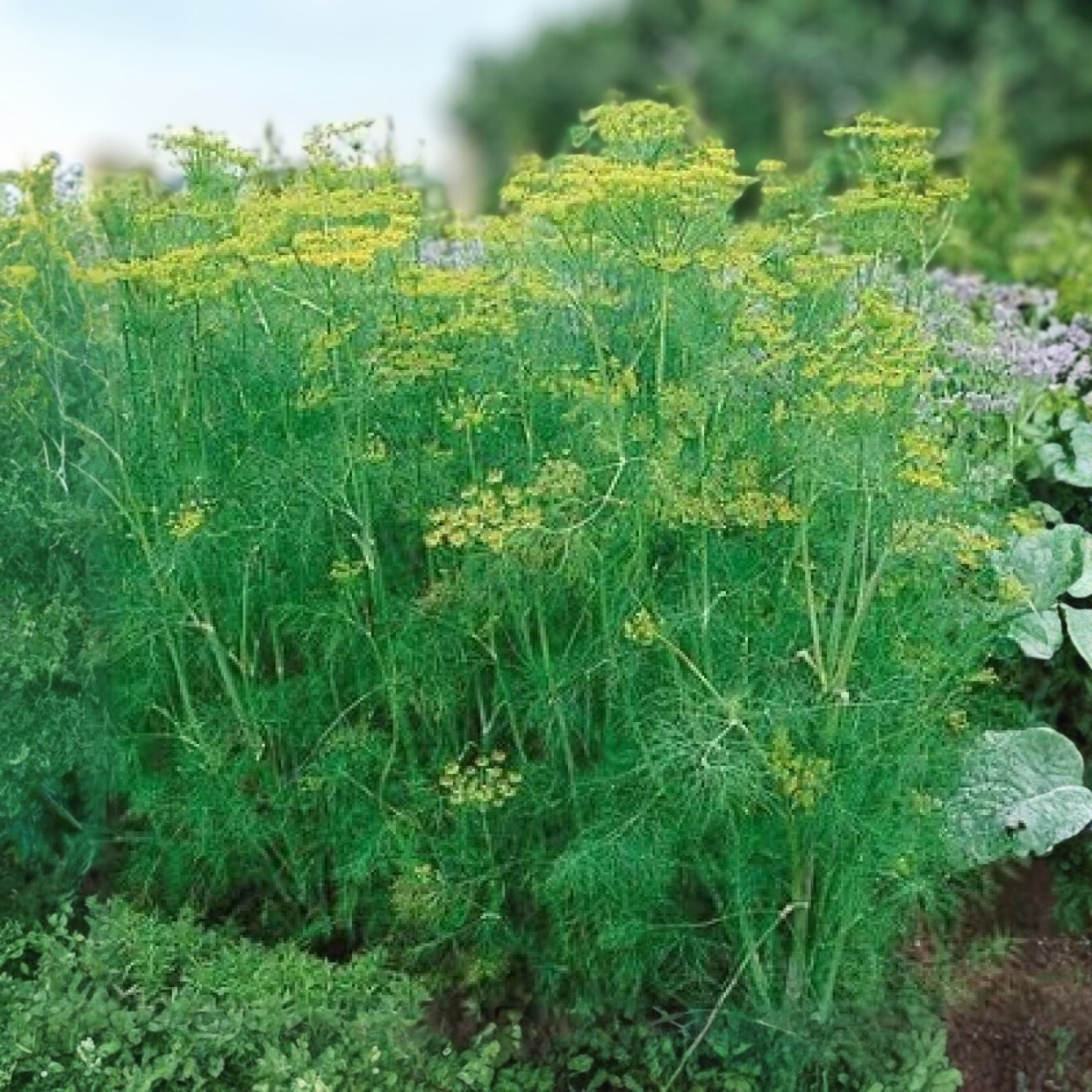 Dill Seeds 500 Pack Heirloom Non-GMO Herb Seeds Anethum graveolens Culinary Spice Starter Plant