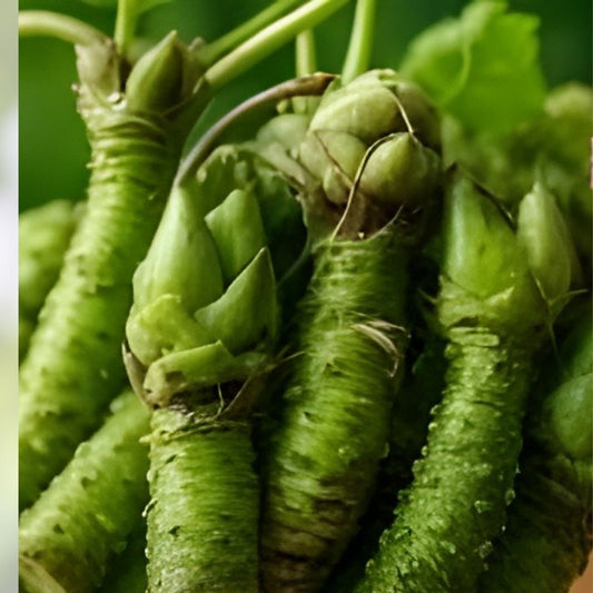 Japanese Wasabi Root Seeds 5 Pack – Organic Heirloom Culinary Herb – Wasabia japonica Starter Plant, Live Plant, Cutting, Bare Root