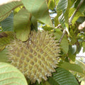 Soncoya Fruit Tree Seeds – 5 Seeds – Annona purpurea – Tropical Fruit Planting Seeds for Garden and Orchard