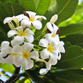 Plumeria Cuttings Frangipani Flowering Plant | Colorful Tropical Houseplant | Live Starter Plant or Bare Root