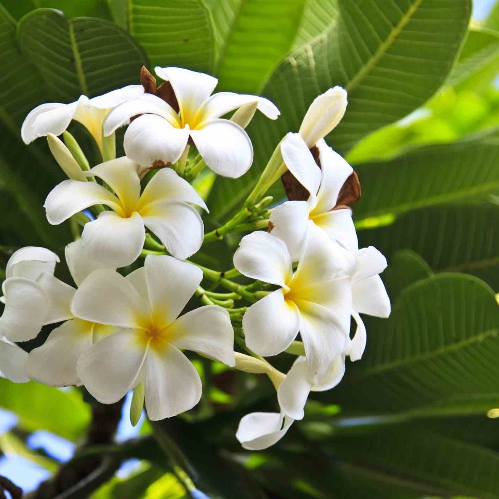 Plumeria Cuttings Frangipani Flowering Plant | Colorful Tropical Houseplant | Live Starter Plant or Bare Root