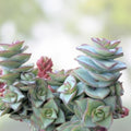 String of Buttons Cuttings - Crassula Perforata Succulent Plants - 3 Healthy Propagation Cuttings - Fresh Stock