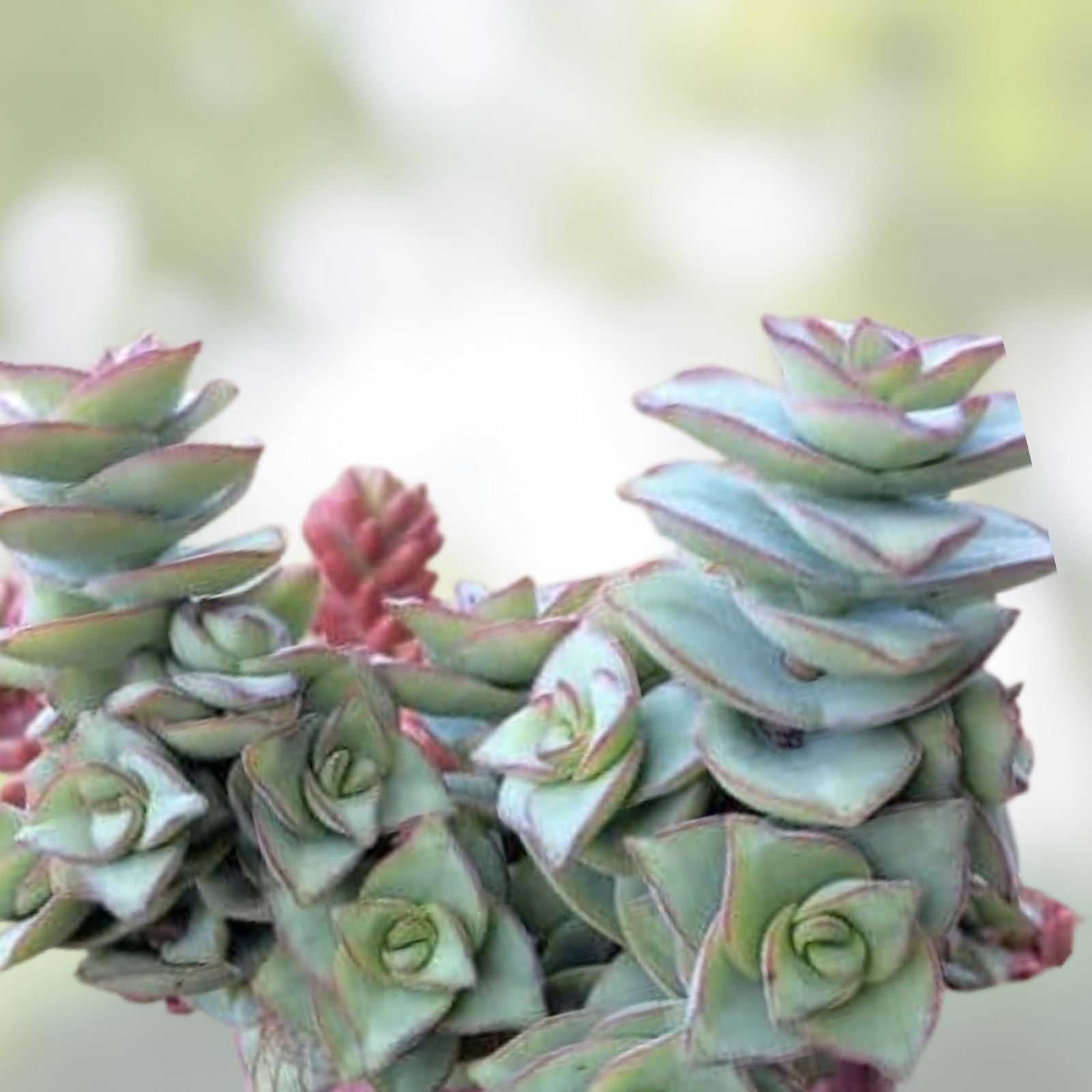 String of Buttons Cuttings - Crassula Perforata Succulent Plants - 3 Healthy Propagation Cuttings - Fresh Stock