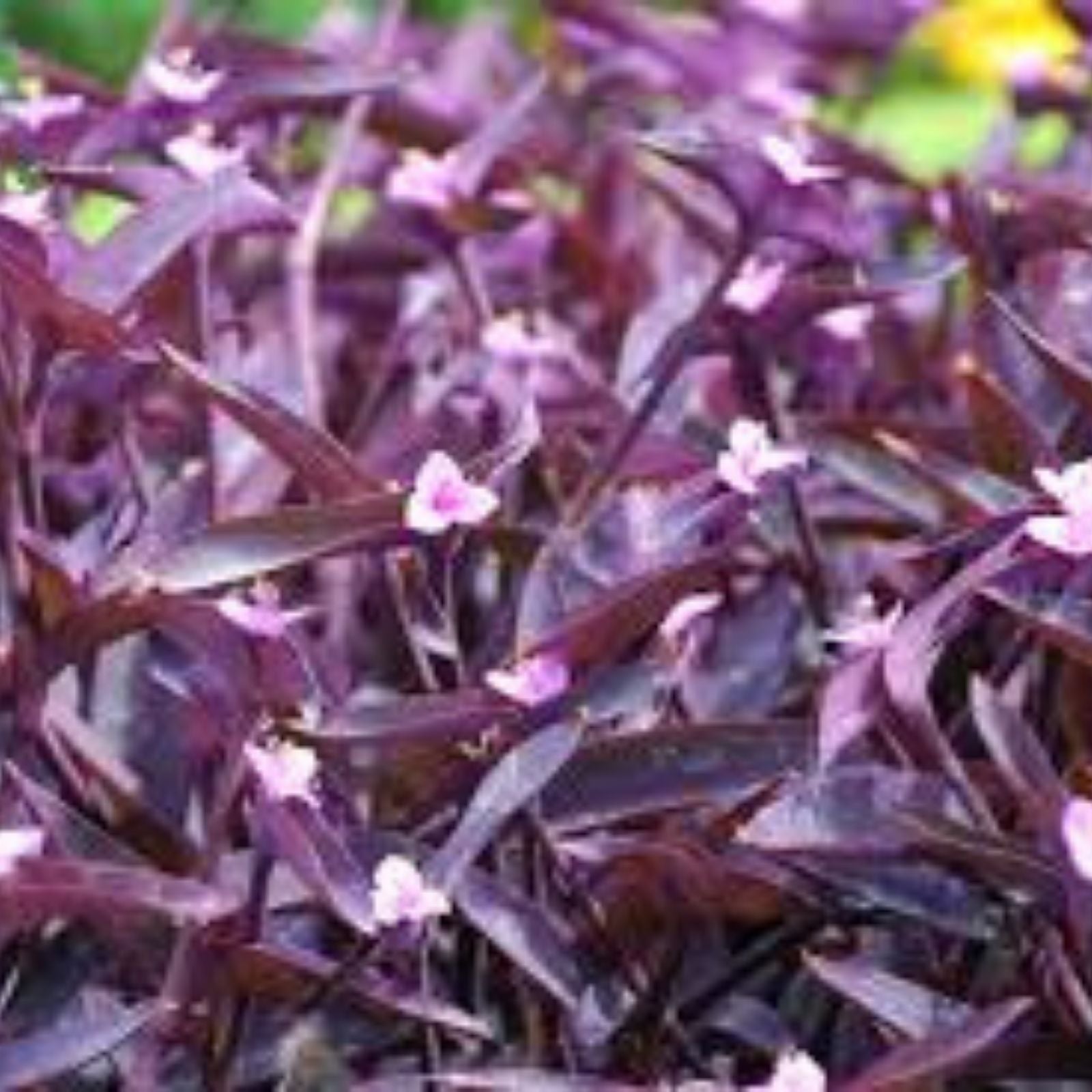 Tradescantia Pallida Clippings - 15 Purple Heart Cuttings for Propagation - Easy Indoor Plant Starter - New Harvest Quality