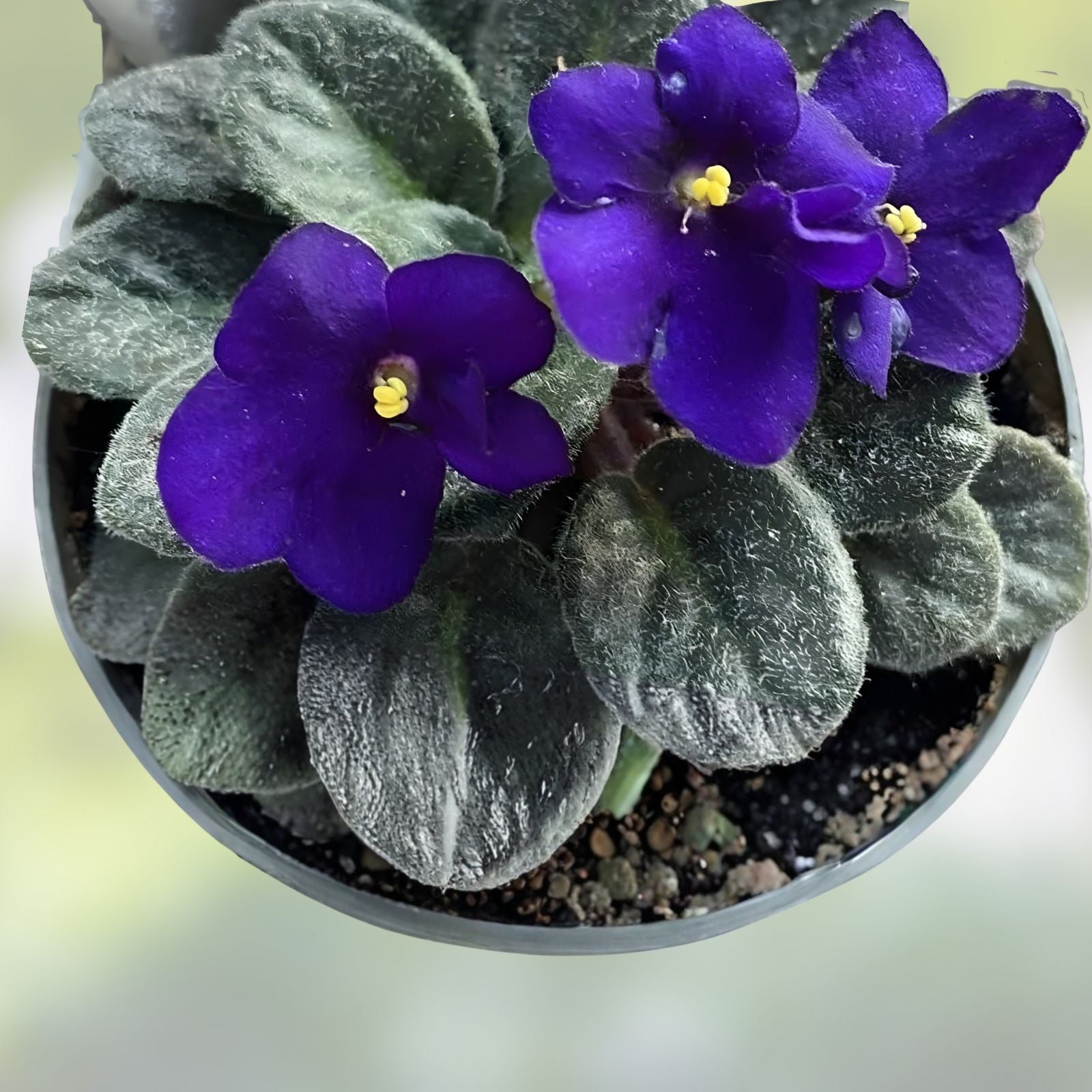 African Violet Leaf Cutting Winter Surprise Gesneriaceae Indoor Houseplant Propagation Starter Plant