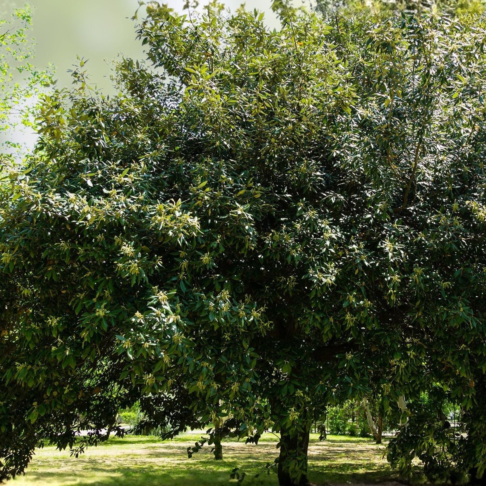 Live Quercus Ilex Mediterranean Holly Oak Seedlings – 13+ Inch Evergreen Tree Starter Plant for Landscaping